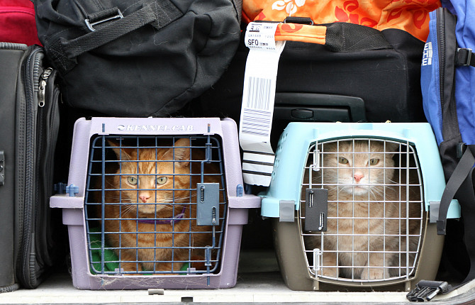 Правила перевозки кошки в поезде или самолете. Какие документы нужны для перевозки  кошки.