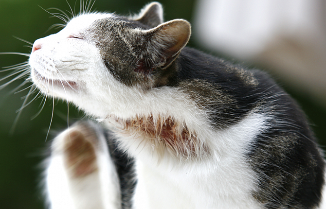 Аллергические реакции у собак и кошек