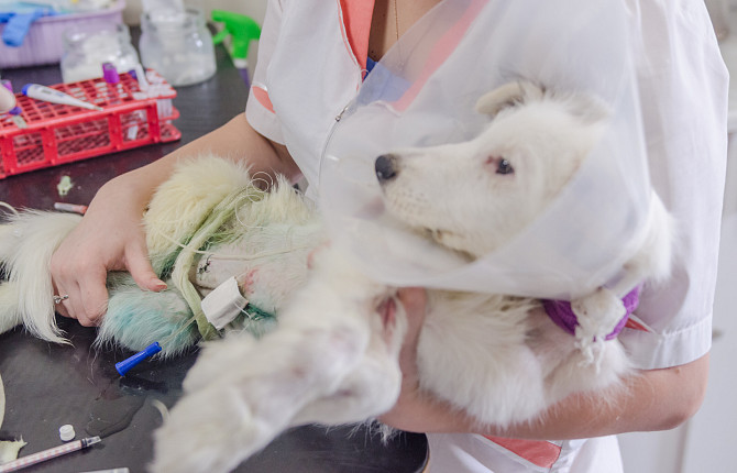 Реабилитация собаки после операции 2-я Магистральная. Подарок ветеринарному реабилитологу. Реабилитация собак операция