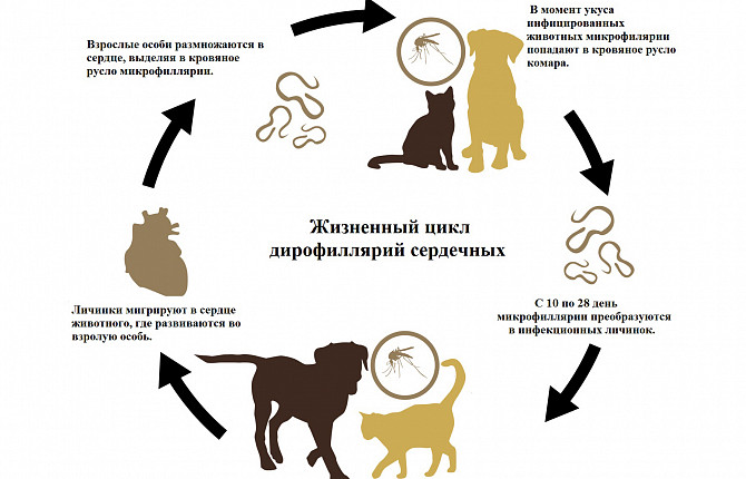 Дирофиляриоз собак европейской части России