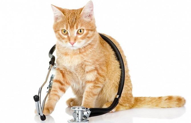 Болезни сердечно-сосудистой системы у кошек