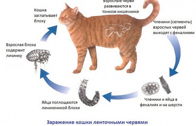 Гельминты У Кошек Фото