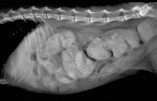 Шерстяные комочки у кошек в желудке - Трихобезоары