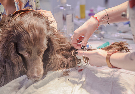 Доклад: Эпидуральная анестезия у собак и кошек