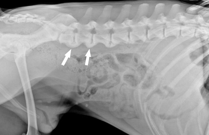 Спондилез у собак