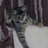 Хозяйка_Котенка