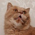Save_my_cat_please