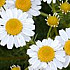 safrigina.81@mail.ru