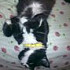 Petz