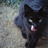 caty