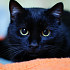 sergey_ch