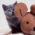 ilioscats