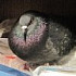 Чем лечить голубя при рвоте thumbnail