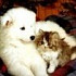 owner pets