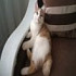 Елена люблю кошек