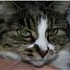 Сибирская котейка