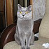 котФеликс