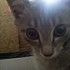 nata33CAT