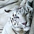 plushka_88