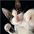 CatTheFighter