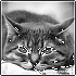 LionBlack