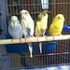 alinka***parrots