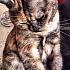 Кошка Лушенька