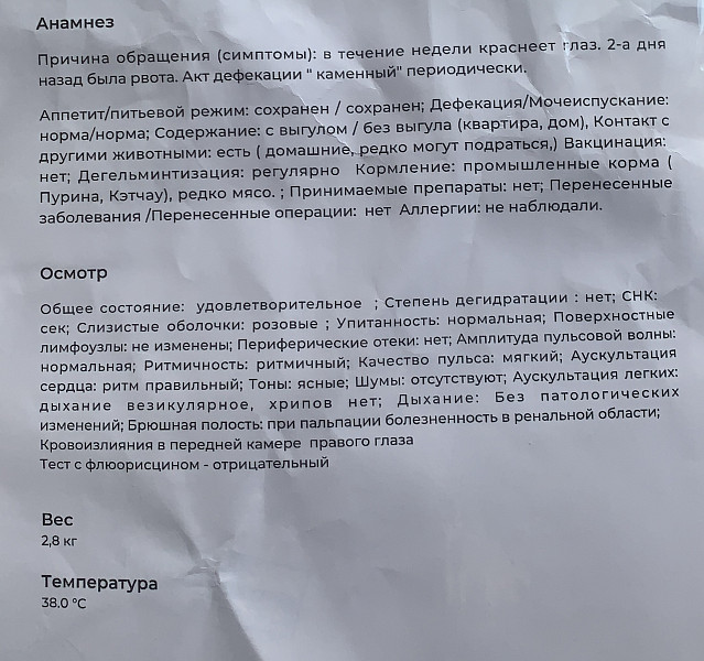 Можно ли кошкам при хпн. Можно ли кошкам при хпн. Хроническая почечная недостаточность у кошек. При почечной недостаточности. Стадии почечной недостаточности.