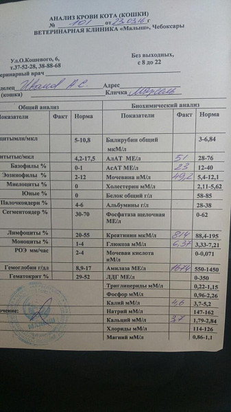 Алат 8 ед/л у женщин. Анализ алат норма. Биохимический анализ крови расшифровка алат что это. Алат анализ крови таблица. Анализ крови алат норма.