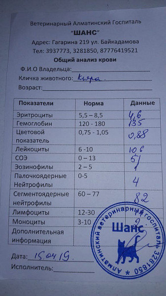 Сегментоядерные у кошек