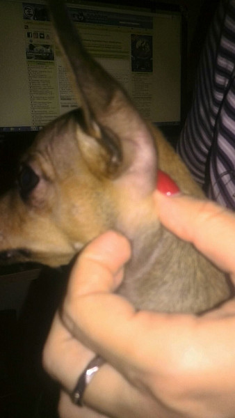 воспаление лимфоузлов на шее у собаки