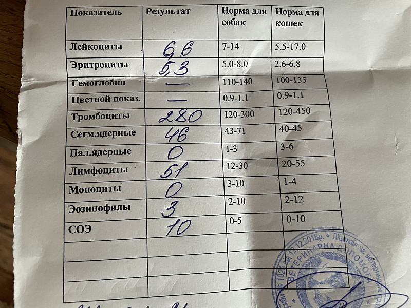 У кота повышен креатинин