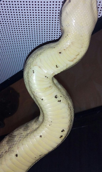 Удав боа констриктор. Полутораметровая змея. Карликовый шишковатый удав буланже. Удав главная. Удав обыкновенный императорский.