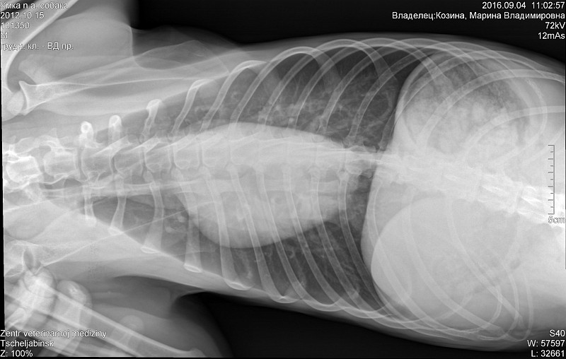 Причины спленомегалии у кошек