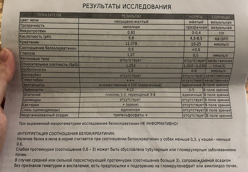 У кота повышен креатинин