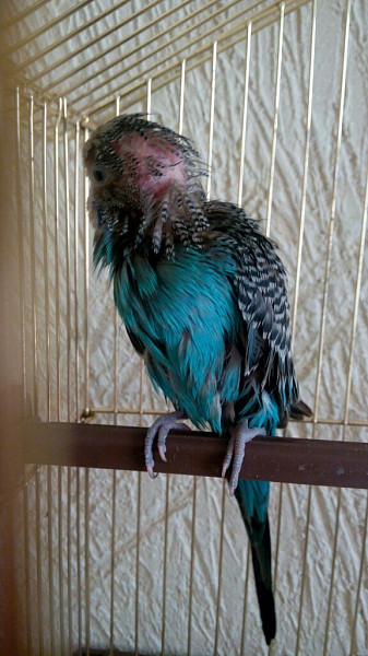 Почему попугай лысый. Лысый попугай. Почему попугай лысый. Лысый попугай. Волнистый попугай облысел.