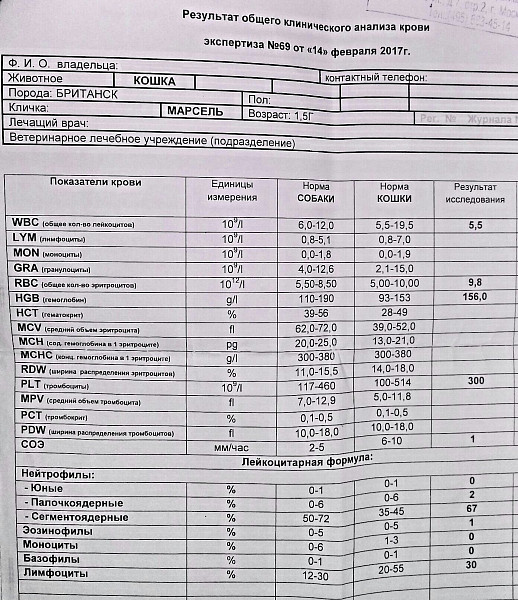 Сдать на глисты взрослому