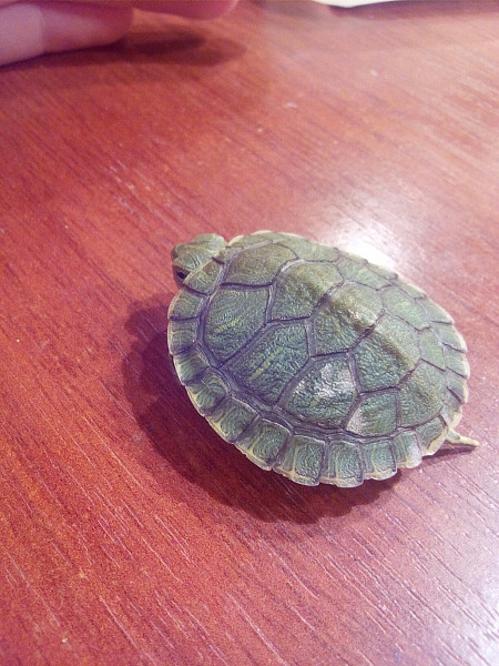 Почему у черепахи пятна на панцире. У черепахи белые пятна на панцире красноухой черепахи. Панцирь красноухой черепахи. Почему у черепахи пятна на панцире. Белый панцирь у красноухой черепахи.