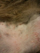 Преднизолон при атопическом дерматите у кошки