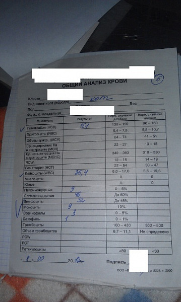 Диета при хбп у кошек. Хпн у кота форум. Хпн у кота форум. Стадии хпн у котов. Хпн у кота форум.