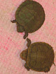 У моей черепахи опухла шея thumbnail