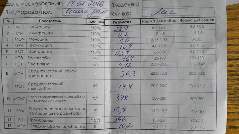 Повышенные гранулоциты в крови причины. Гранулоциты норма. Лейкограмма крови у собак норма.