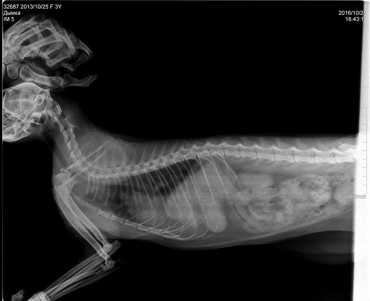 Пищевод кошки. Метастазы в легких у кошки рентген. Метастазы в лёгких на рентгене у кошки. Рентген грудной клетки собаки метастазы.