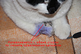 Перелом лапы у кота от капкана