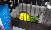 Волнистый попугай сидит на дне клетки нахохлившись