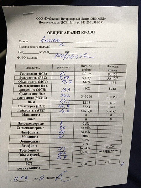 Стадия рака по анализу крови. Лимфома анализы. Лимфома анализ крови. Лимфомы Ходжкина анализ крови. Анализ крови больного лимфомой.