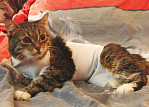 Сколько проживет кошка после вскрытия опухоли молочной железы