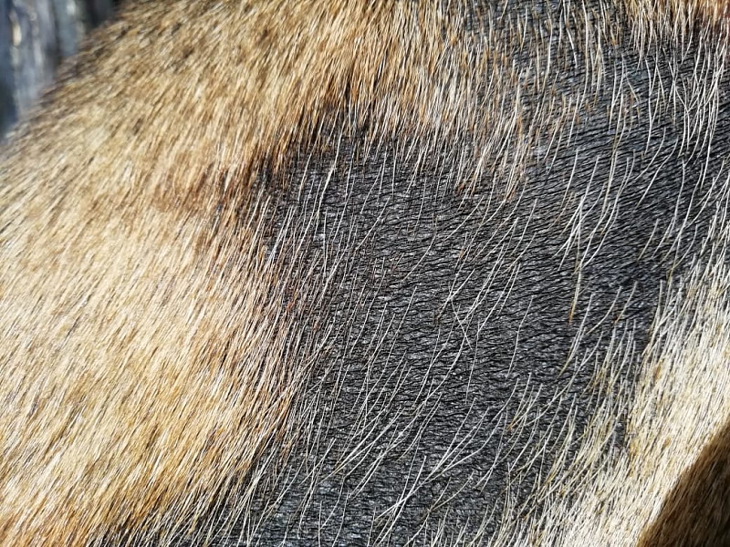 Почему облазит шерсть. Черные пятна на коже у собаки. Шерсть животных.
