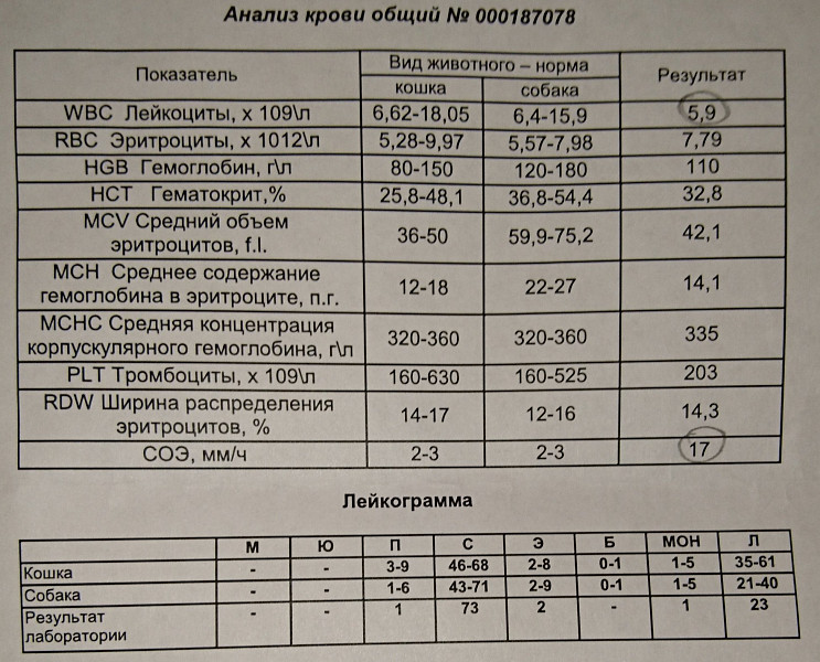 Селезенка анализы крови