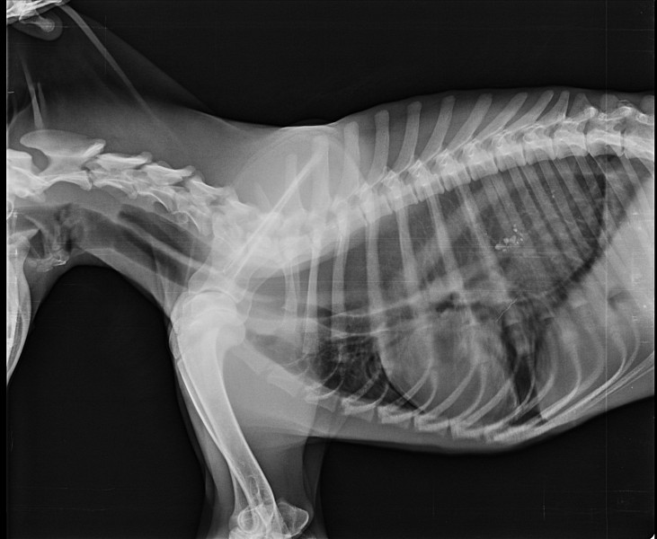 Пищевод кошки. Мегаэзофагус у собак рентген. Врожденный идиопатический мегаэзофагус (ВИМ).